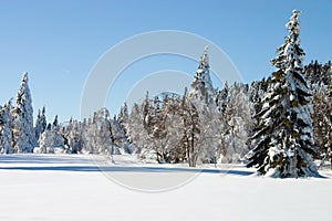 La neve coperto pino 