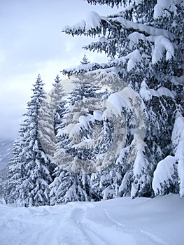 Snow Covered Pines