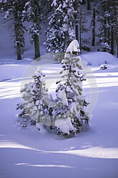 Snow covered pines