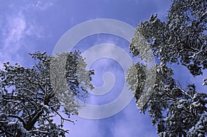 Snow covered pines against sky