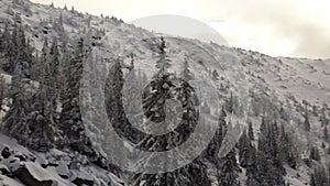 Snow Covered Pines in the Snowy Mountains