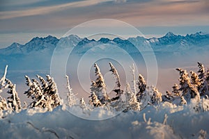 Snow covered pines with Tatra mountains in the background