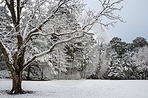 Snow Covered Piney and Hardwood Forest