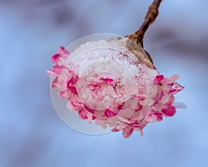 Snow covered pink fragrant viburnum blossom