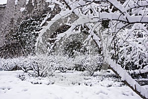 Snow-covered plants by the castle