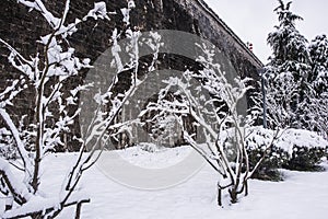 Snow-covered plants by the castle