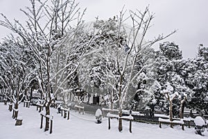 Snow-covered plants by the castle