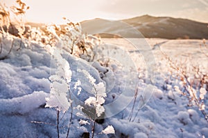 Snow-covered plants on the mountain