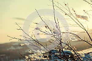 Snow-covered plants on the mountain at sunset