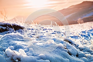 Snow-covered plants on the mountain at sunset.