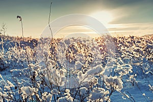 Snow-covered plants on the mountain at sunset.