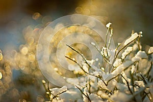 Snow-covered plants shine on the sun