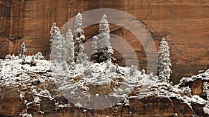 Snow covered ponderosa pine trees against sandstone cliff