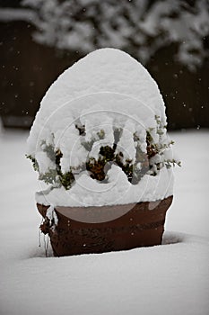 Snow covered potted plant