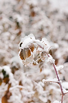 Snow covered raspberry bush leaf