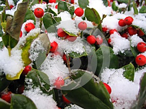 La neve coperto frutti di bosco 