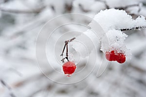 Snow covered red berries, bokeh background
