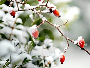 Snow-covered red  berries dog-rose in the garden on a blurred background