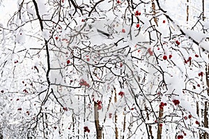 snow-covered red hawthorn berries on tree