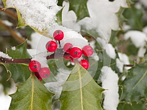 Snow covered red holly berries and green foliage.
