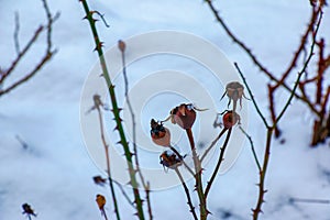 Snow covered red rosehip berries on a bush in winter. Wild rose hips Rosa acicularis. Winter berries. Nature background