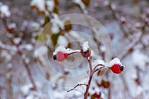 Snow covered red rosehip berries on a bush in winter. Wild rose hips Rosa acicularis. Winter berries. Nature background