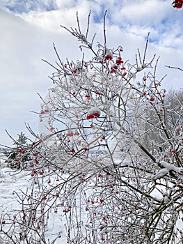 Snow covered red snowball berries and branches in the garden