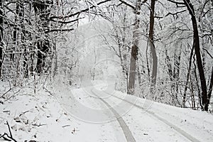 Snow Covered Road