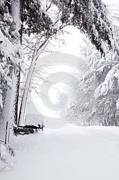 Snow Covered Road