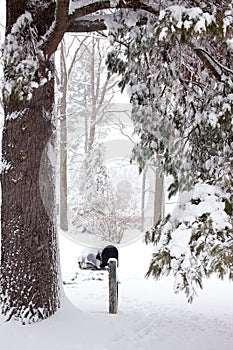 Snow Covered Road