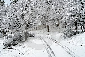 Snow Covered Road