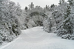 Snow Covered Road