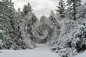 Snow Covered Road