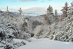 Snow Covered Road