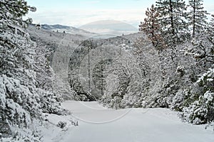 Snow Covered Road