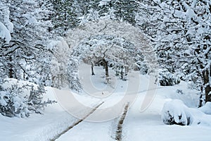 Snow Covered Road