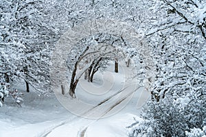 Snow Covered Road