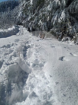 Snow covered road with beautiful view