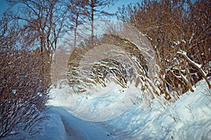 Snow-covered road in the bushes.