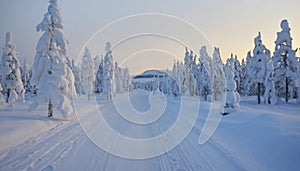 Snow-covered road flanked by trees heavily laden with snow, leading into the photo