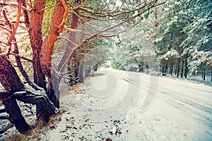 Snow Covered Road in Forest