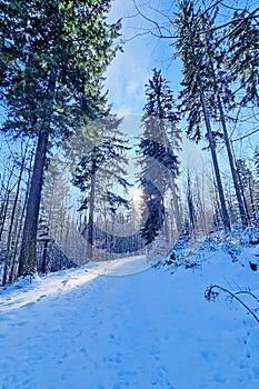 Snow Covered Road in Forest