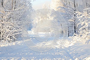 Snow Covered Road in Forest