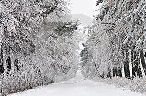 Snow covered road through forest