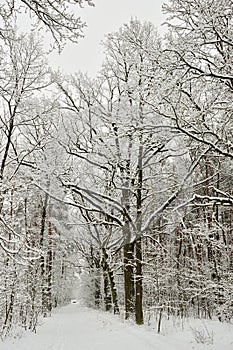 Carreteras en Bosque árboles la nieve sobre el escarchado 