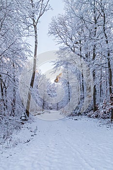 Snow covered road through a frosty forest