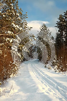 Snow-covered road leaving in winter wood