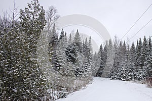 Snow Covered Road Lined With Snow Covered Spruce Trees