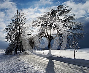 Snow covered road lined by trees