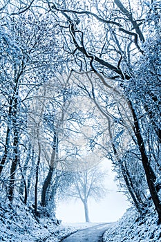 Snow covered road lined with trees, winter landscape